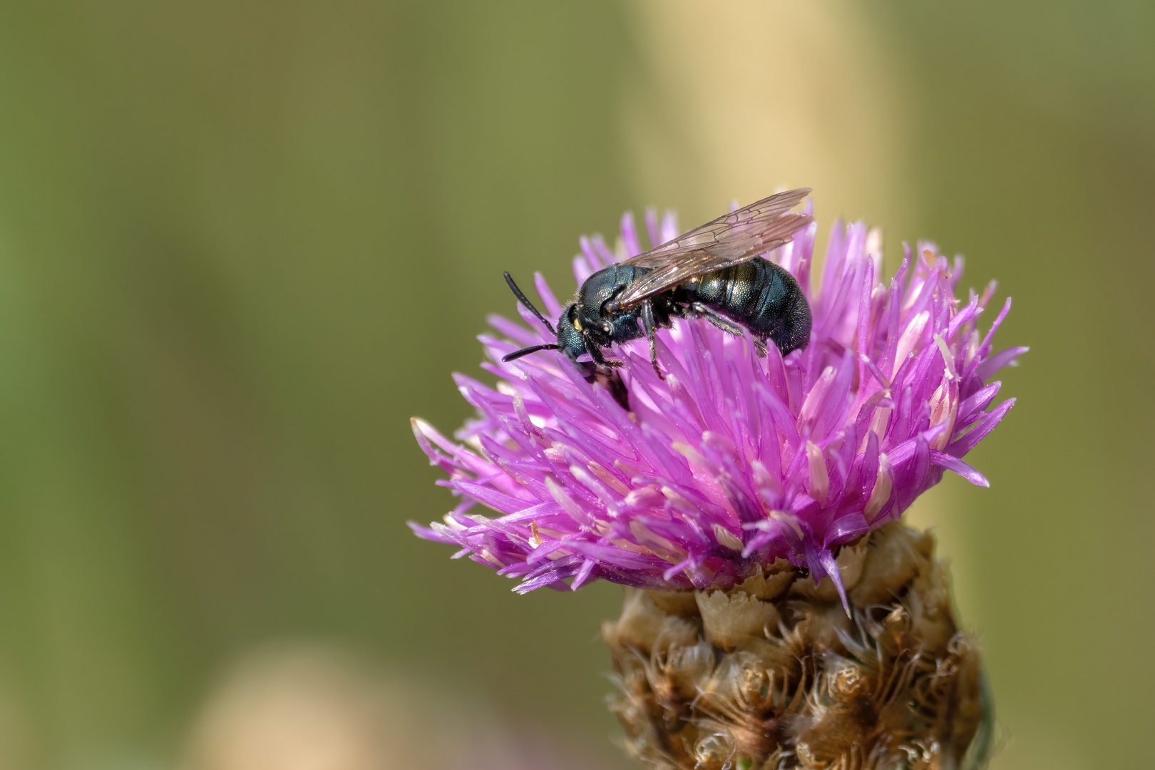 Ceratina chalybea - eine Keulhornbiene