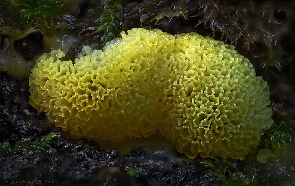 Ceratiomyxa ...