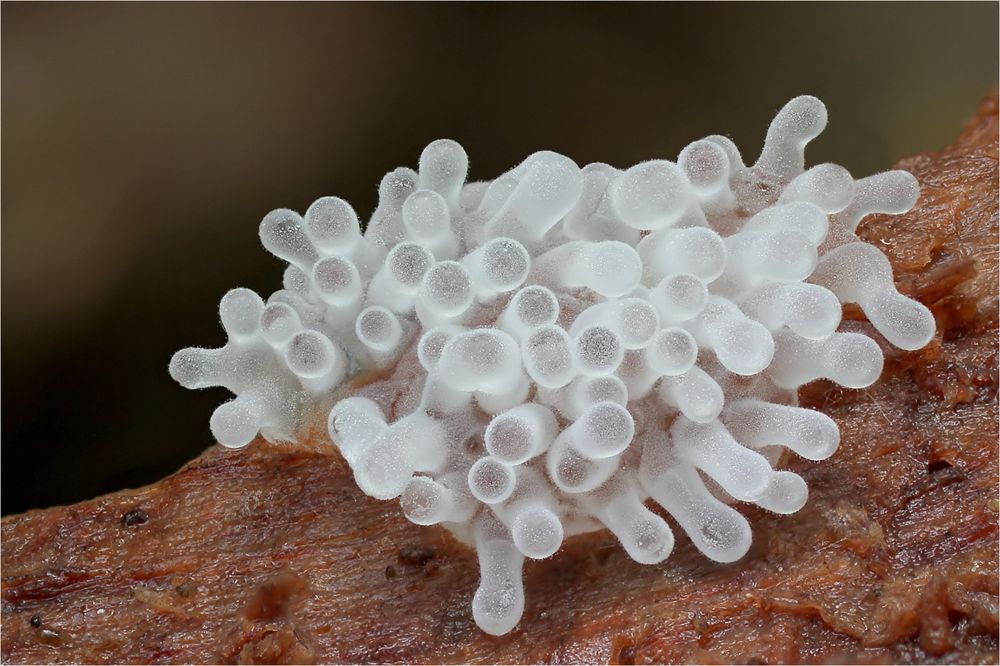 Ceratiomyxa caesia