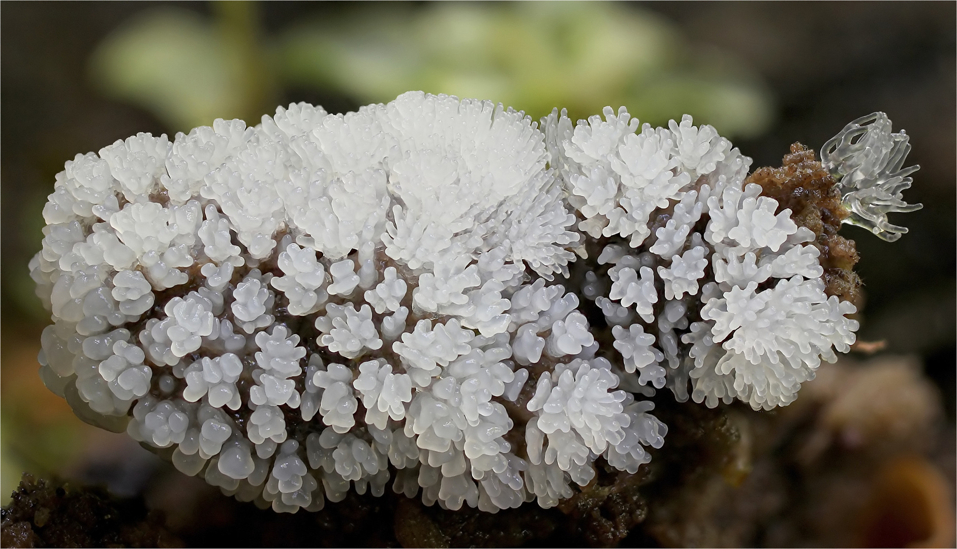 Ceratiomyxa fructiculosa 1