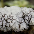 Ceratiomyxa fructiculosa 1