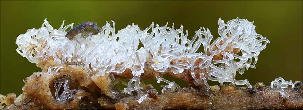 Ceratiomyxa fructiculosa