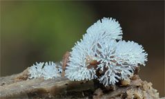 Ceratiomyxa fructiculosa