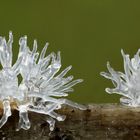 Ceratiomyxa fructiculosa