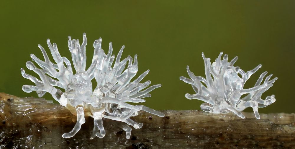 Ceratiomyxa fructiculosa