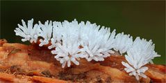 Ceratiomyxa fructiculosa