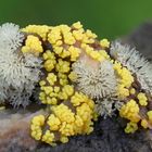 Ceratiomyxa fructiculosa