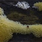 Ceratiomyxa fructiculosa ...