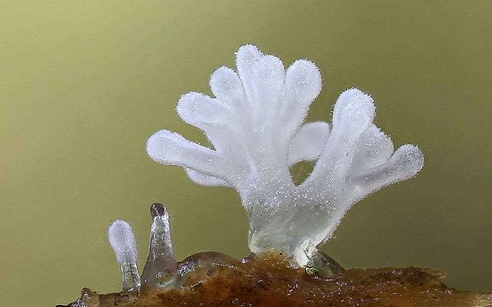 Ceratiomyxa fructiculosa