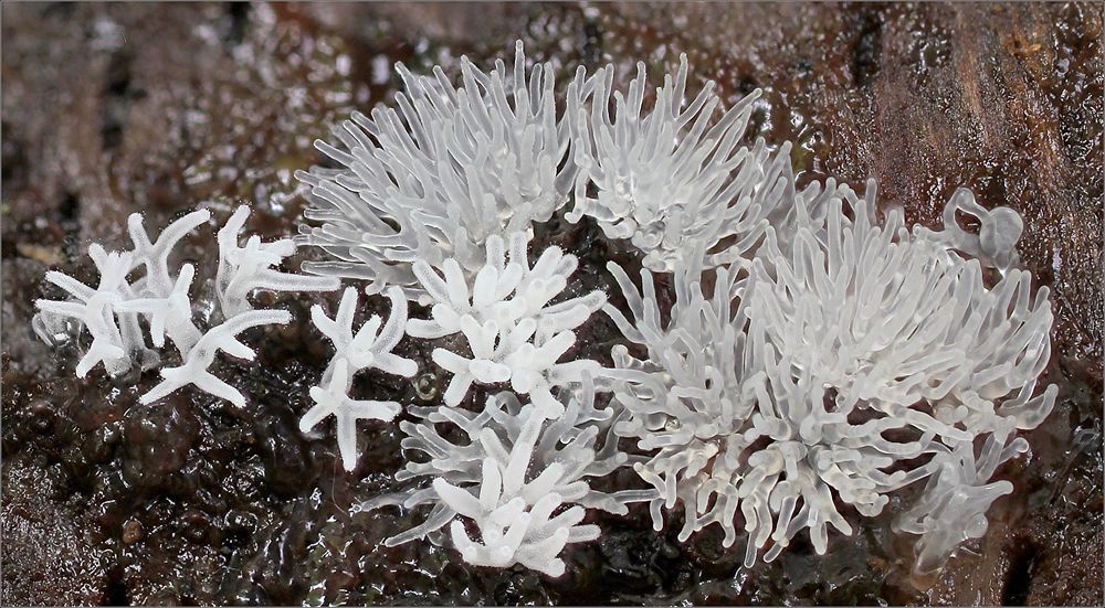 Ceratiomyxa fructiculosa