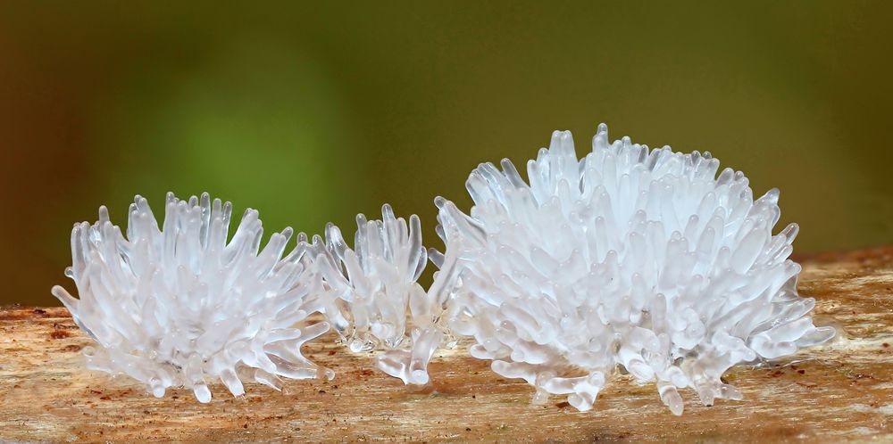 Ceratiomyxa fructiculosa