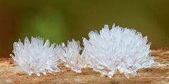 Ceratiomyxa fructiculosa