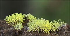 Ceratiomyxa fructiculosa  ( gelb )