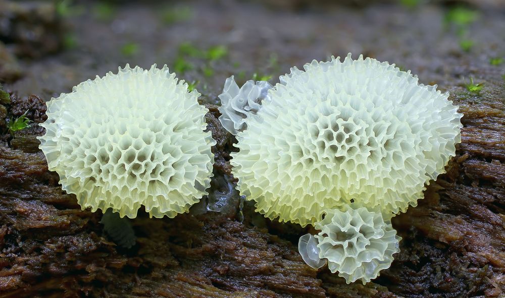 Ceratiomyxa Fructiculosa var. Porioides