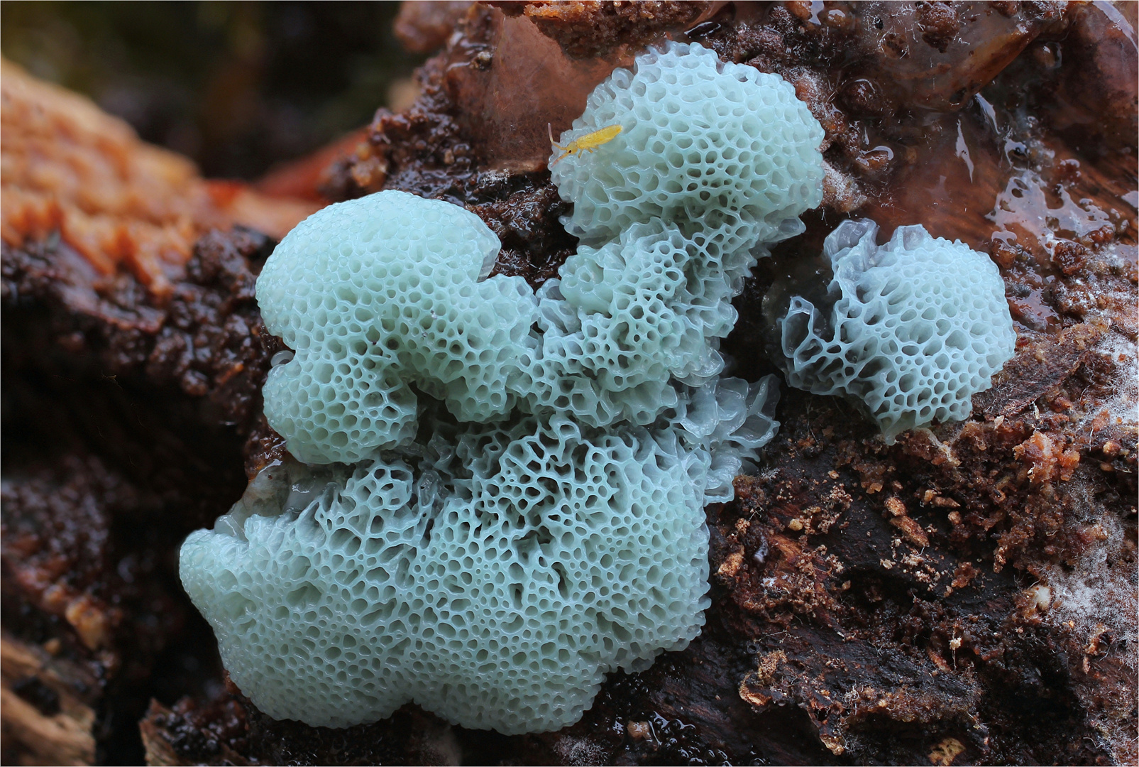Ceratiomyxa fructiculosa var. porioides-blau 1