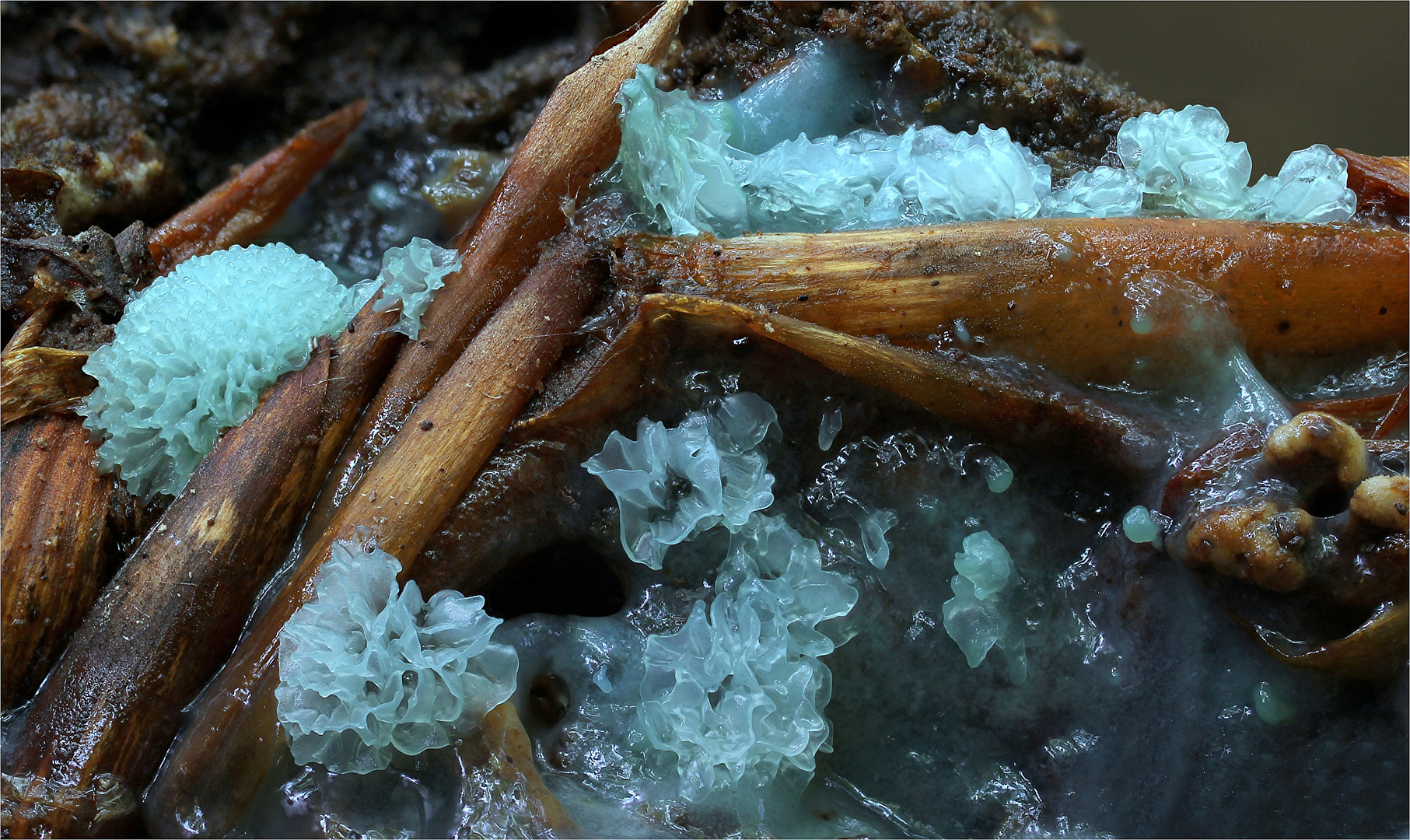 Ceratiomyxa fructiculosa var. porioides-blau