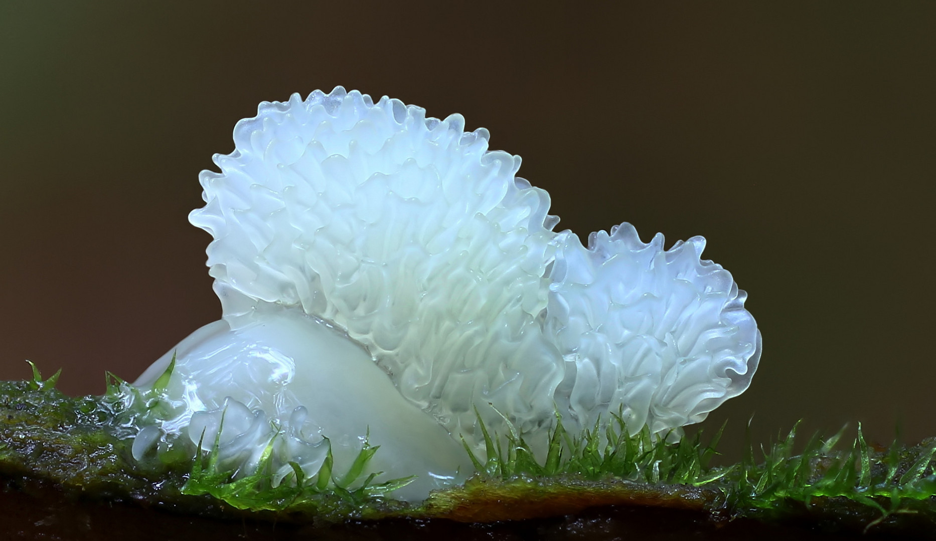 Ceratiomyxa Fructiculosa var. Porioides