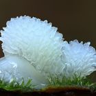 Ceratiomyxa Fructiculosa var. Porioides