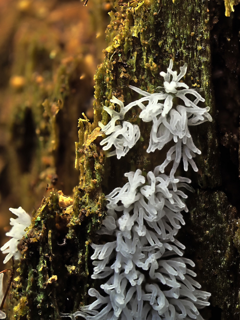 Ceratiomyxa fruticulosa