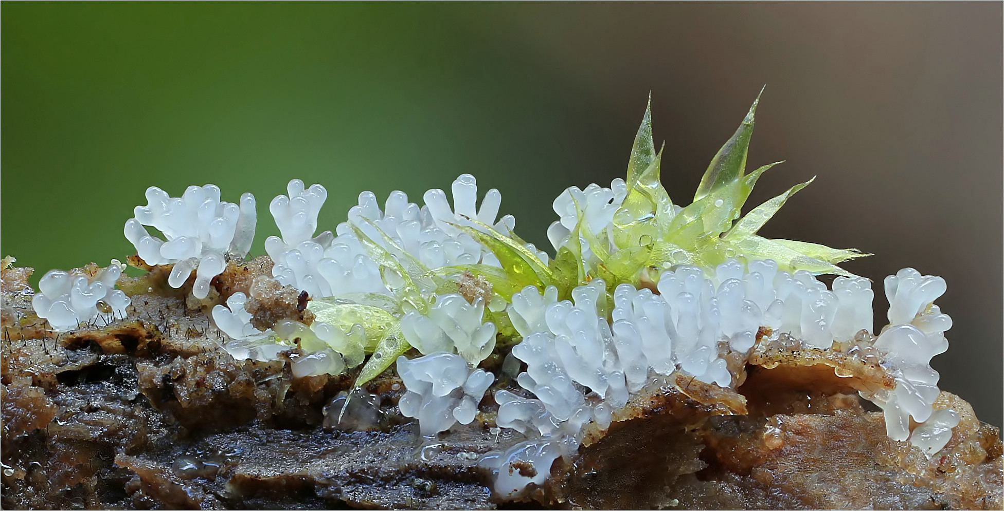 Ceratiomyxa fruticulosa