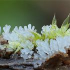 Ceratiomyxa fruticulosa