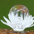 Ceratiomyxa fruticulosa