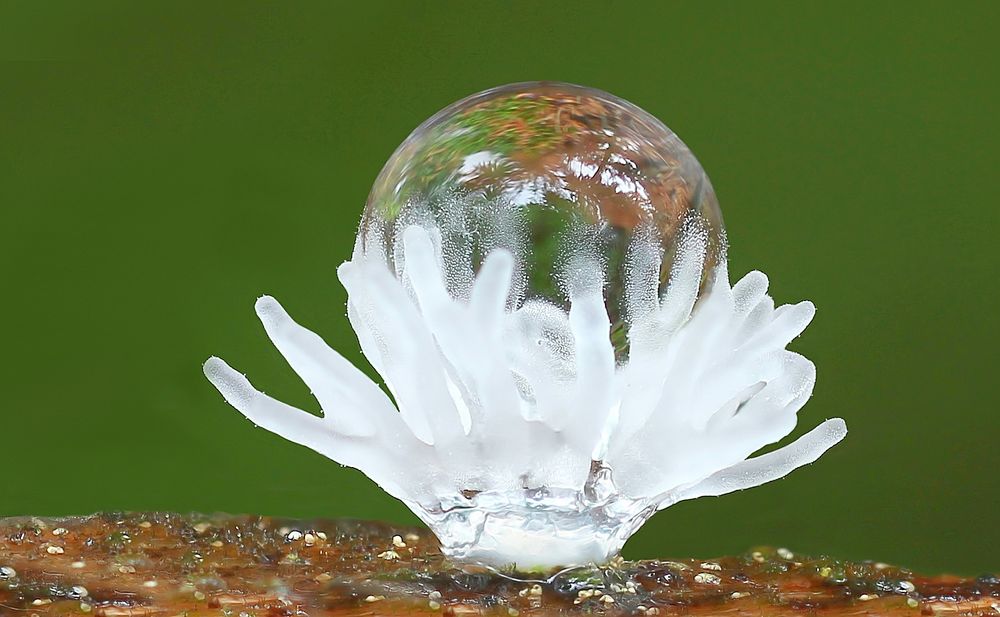 Ceratiomyxa fruticulosa