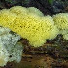 Ceratiomyxa fruticulosa