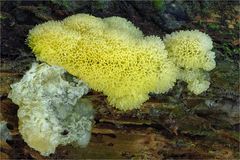 Ceratiomyxa fruticulosa