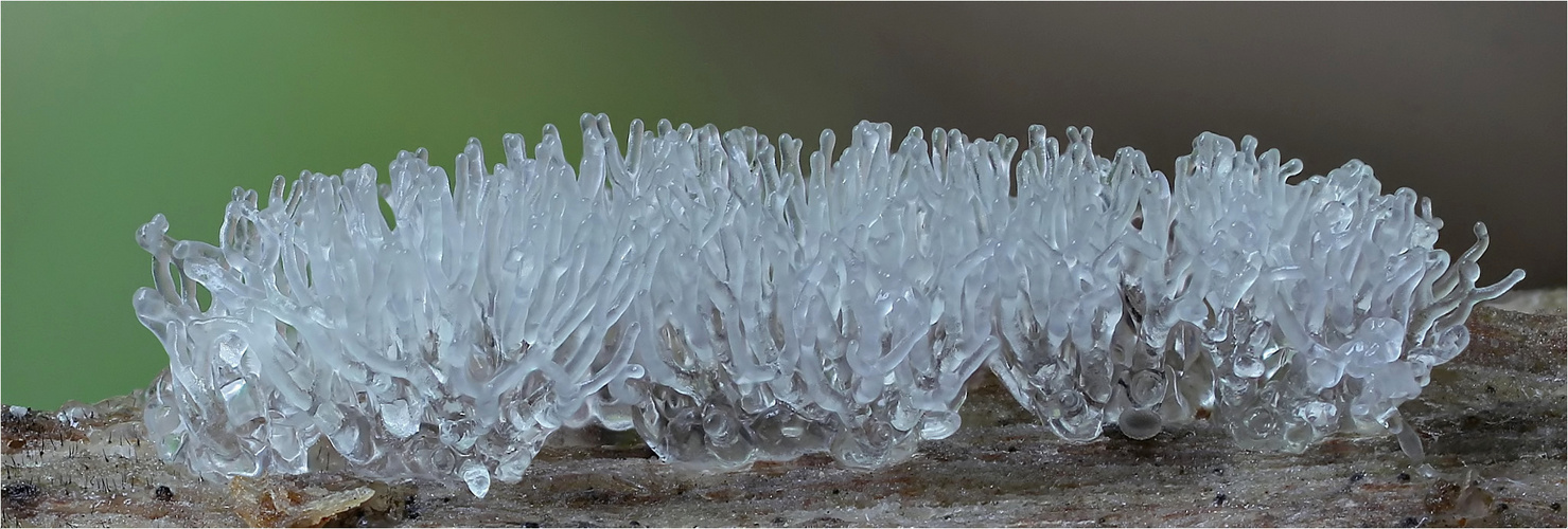 Ceratiomyxa fruticulosa