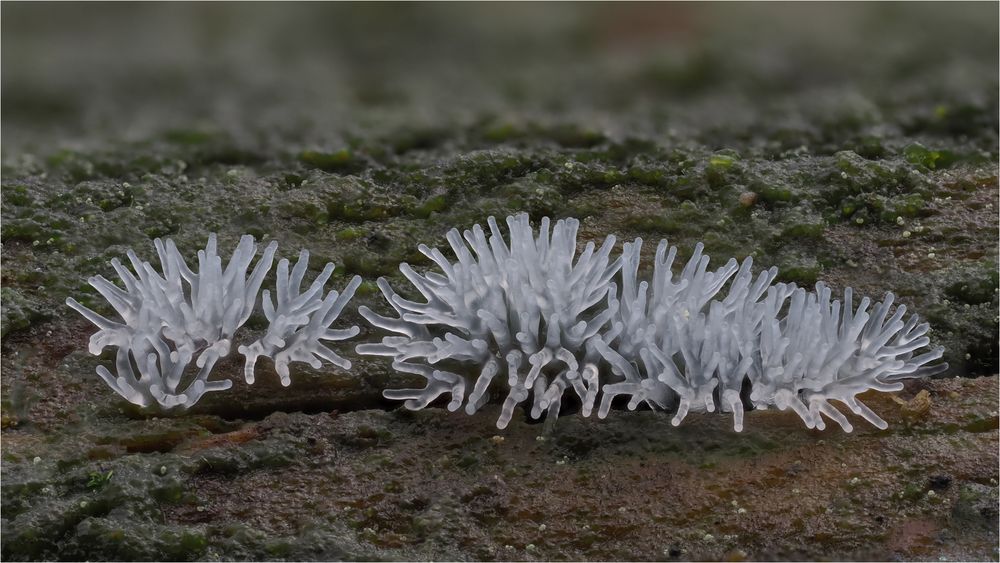 Ceratiomyxa fruticulosa