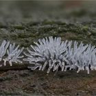 Ceratiomyxa fruticulosa