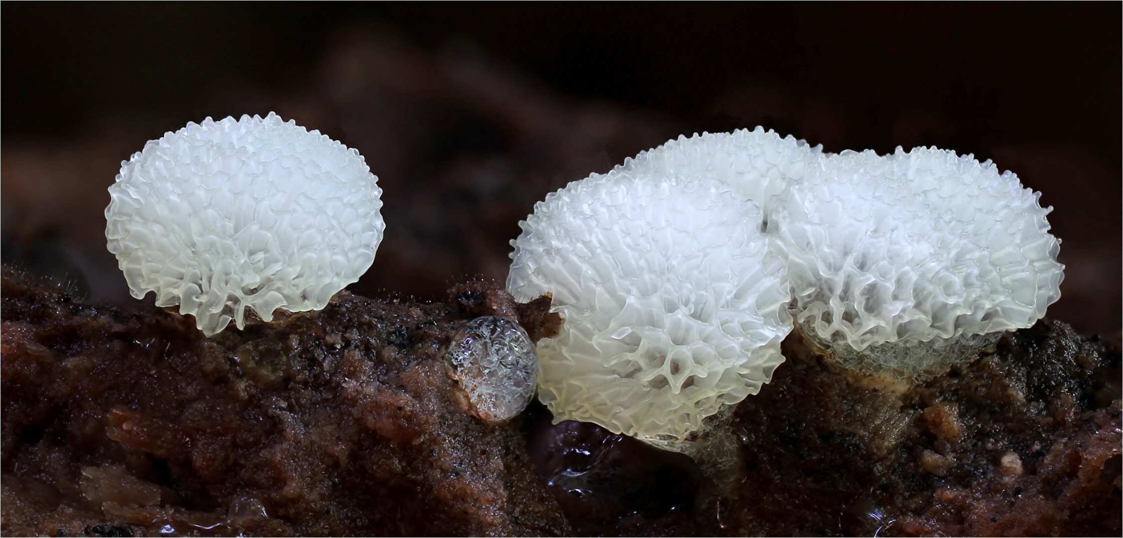 Ceratiomyxa fruticulosa