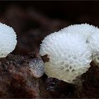 Ceratiomyxa fruticulosa