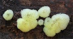 Ceratiomyxa fruticulosa