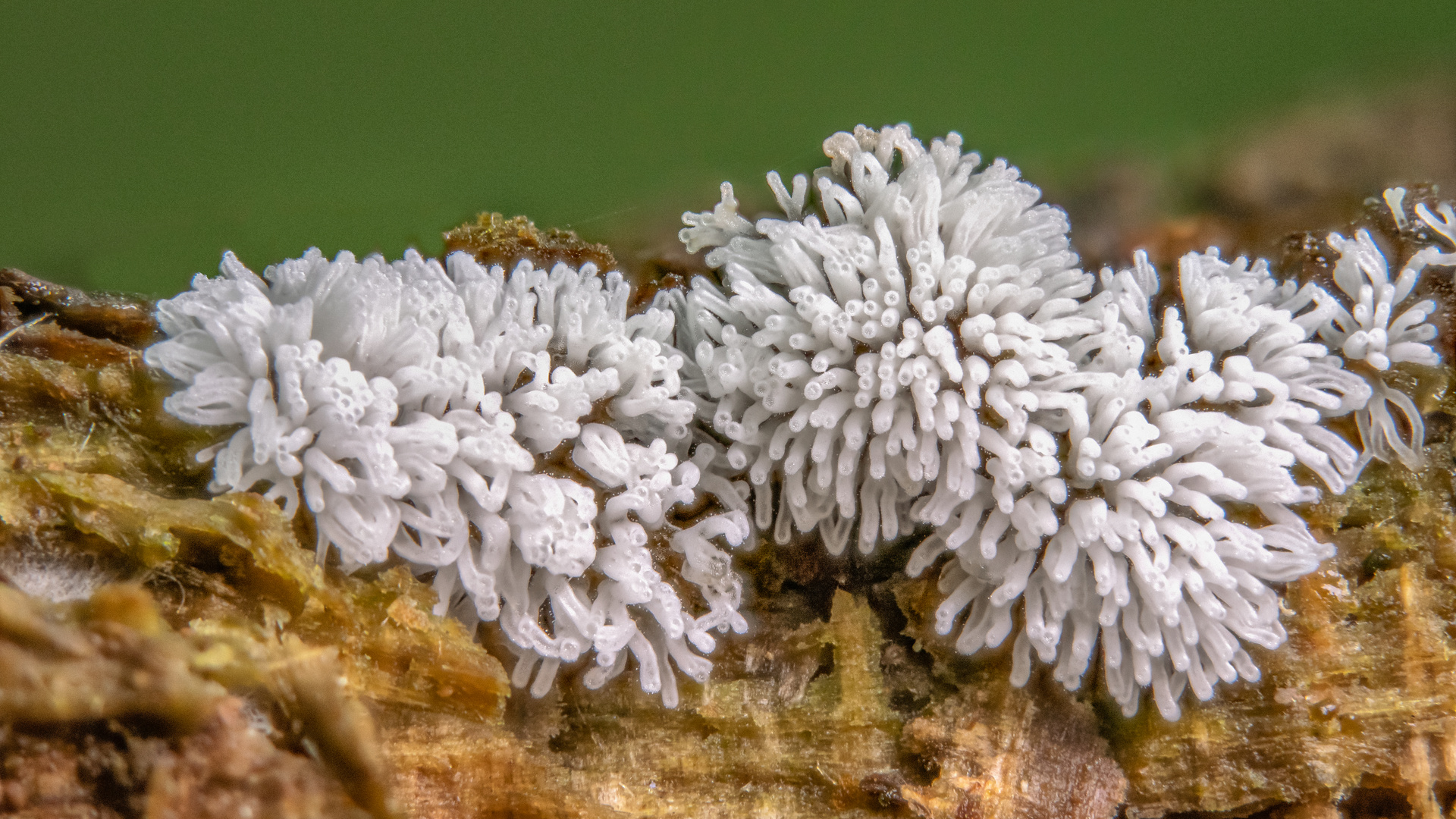 Ceratiomyxa fruticulosa