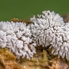 Ceratiomyxa fruticulosa