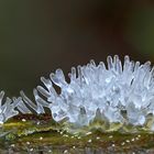 Ceratiomyxa fruticulosa