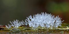 Ceratiomyxa fruticulosa