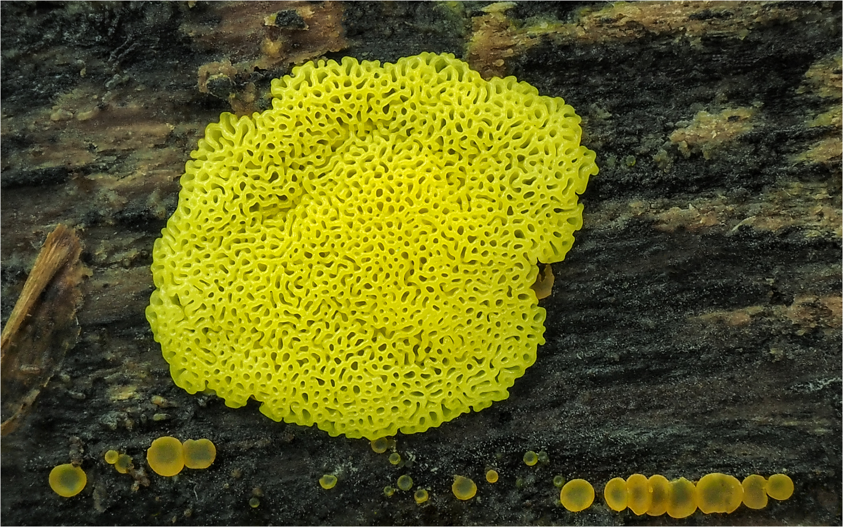 Ceratiomyxa fruticulosa var. porioides Foto & Bild | pilze, schleimpilz, pilzecke Bilder auf ...