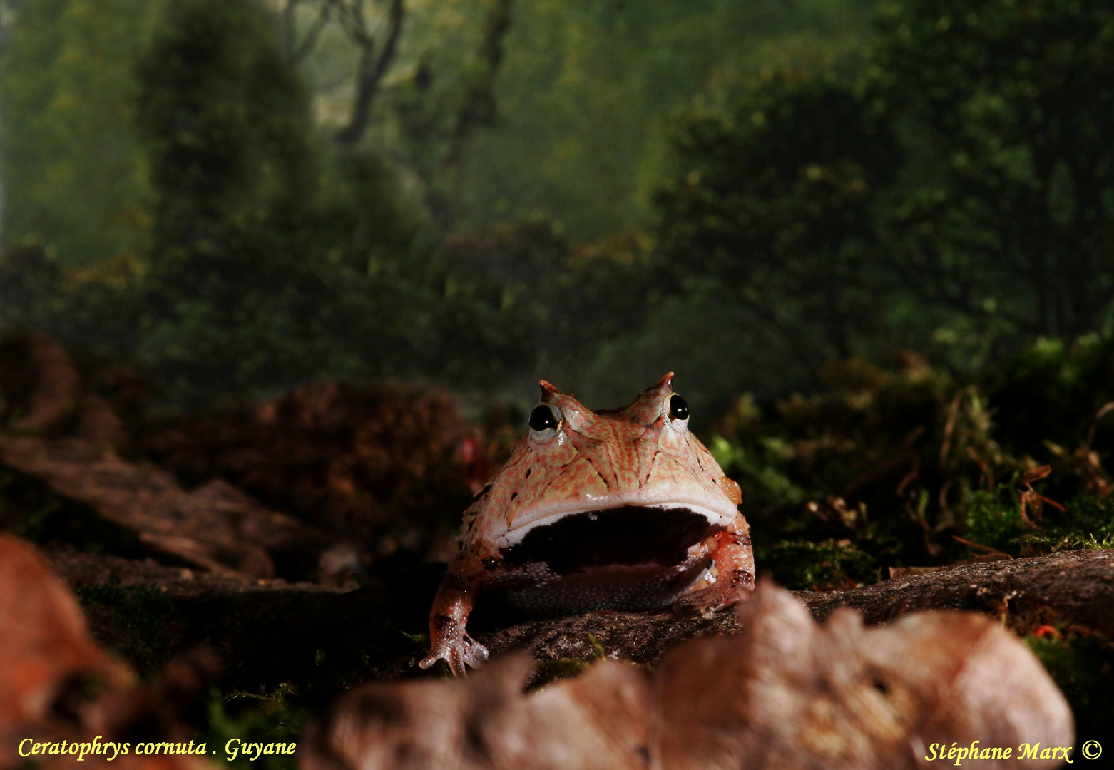 Ceratophrys cornuta