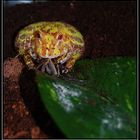 Ceratophrys cranwelli ( Argentinischer Schmuckhornfrosch )