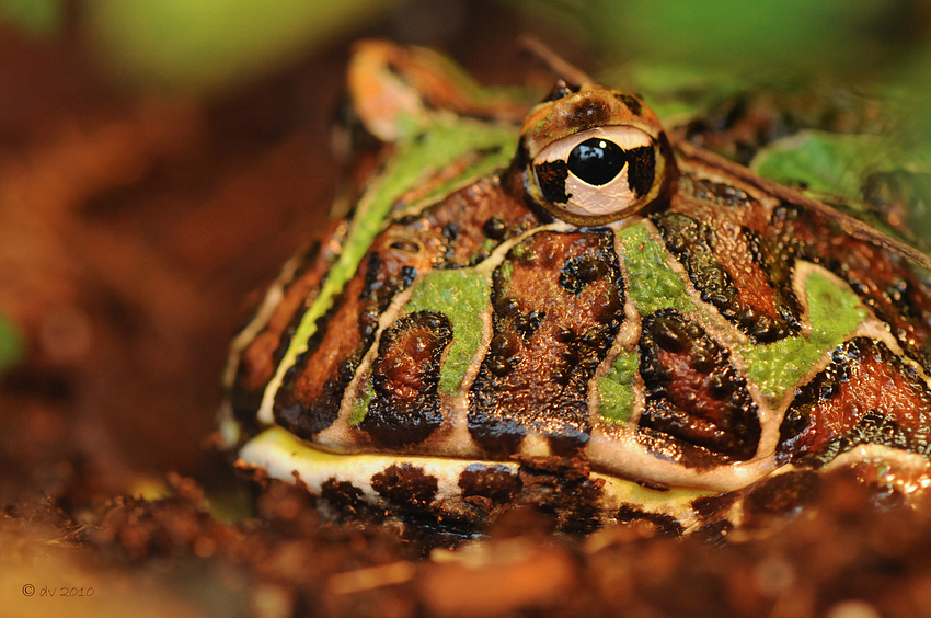 Ceratophrys ornata