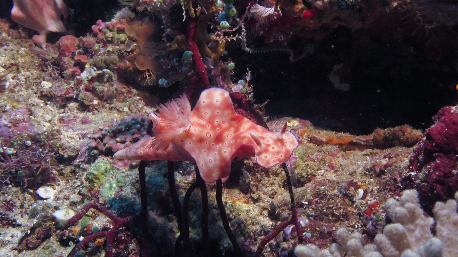 Ceratosoma trilobatum