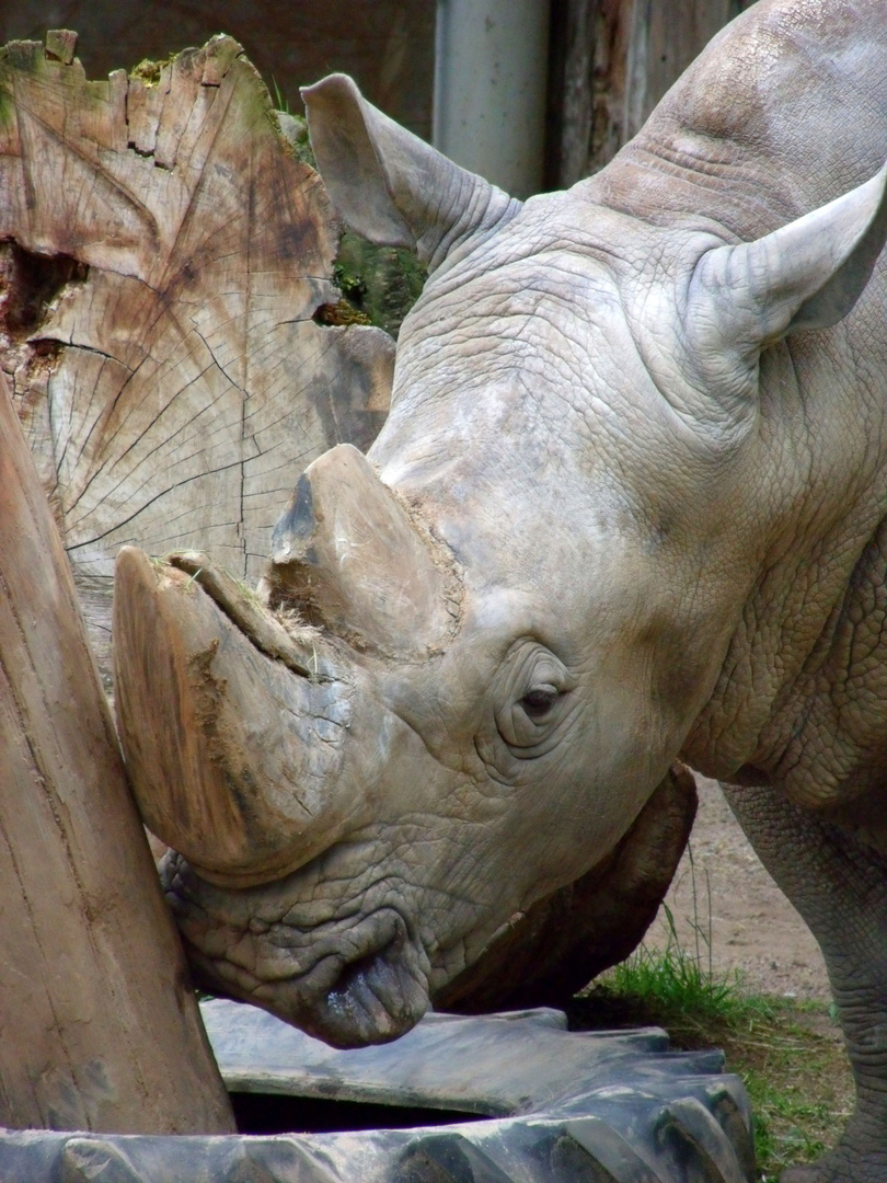 Ceratotherium simum