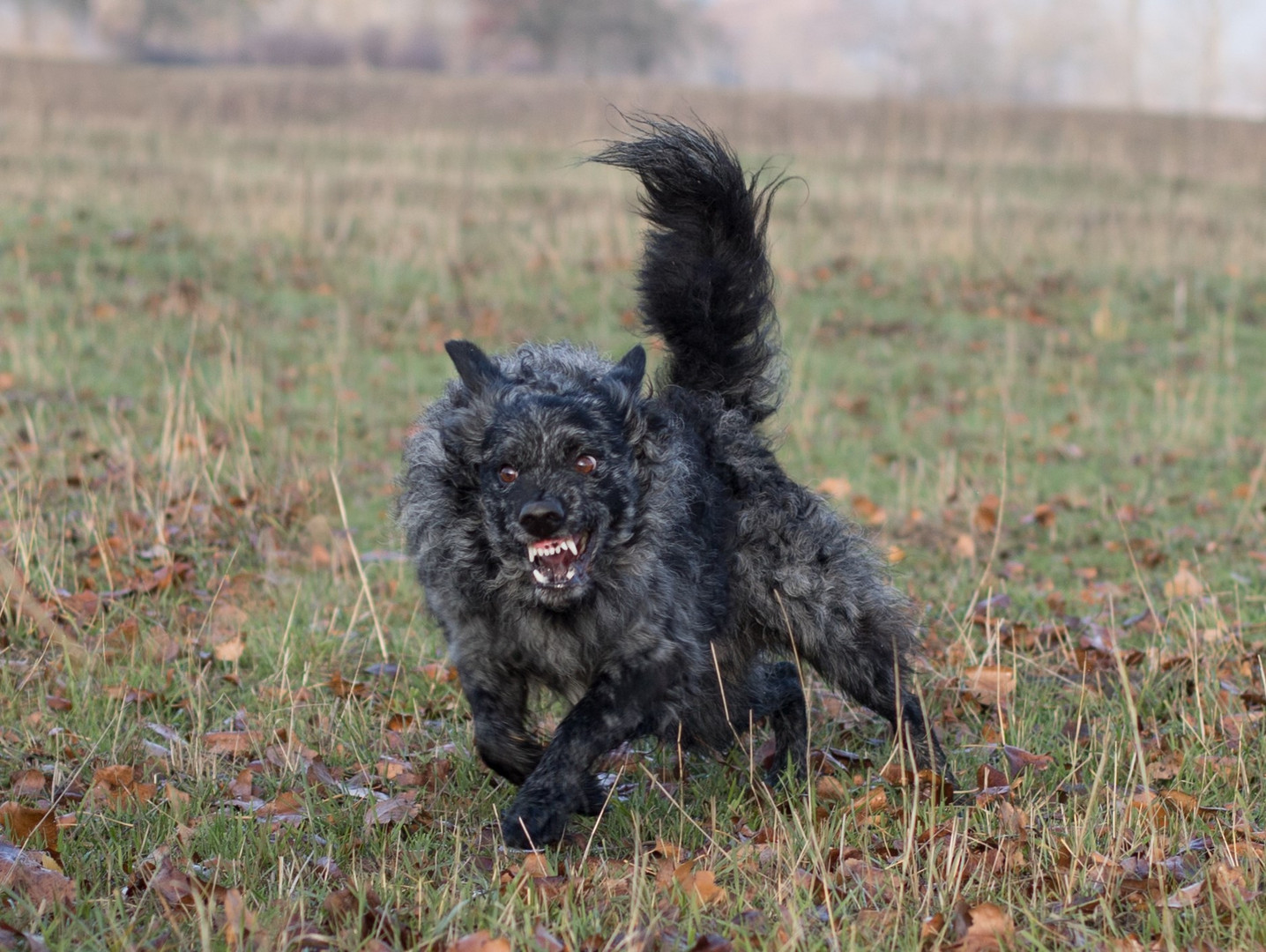 Cerberus 2 Foto & Bild tiere, hunde, natur Bilder auf