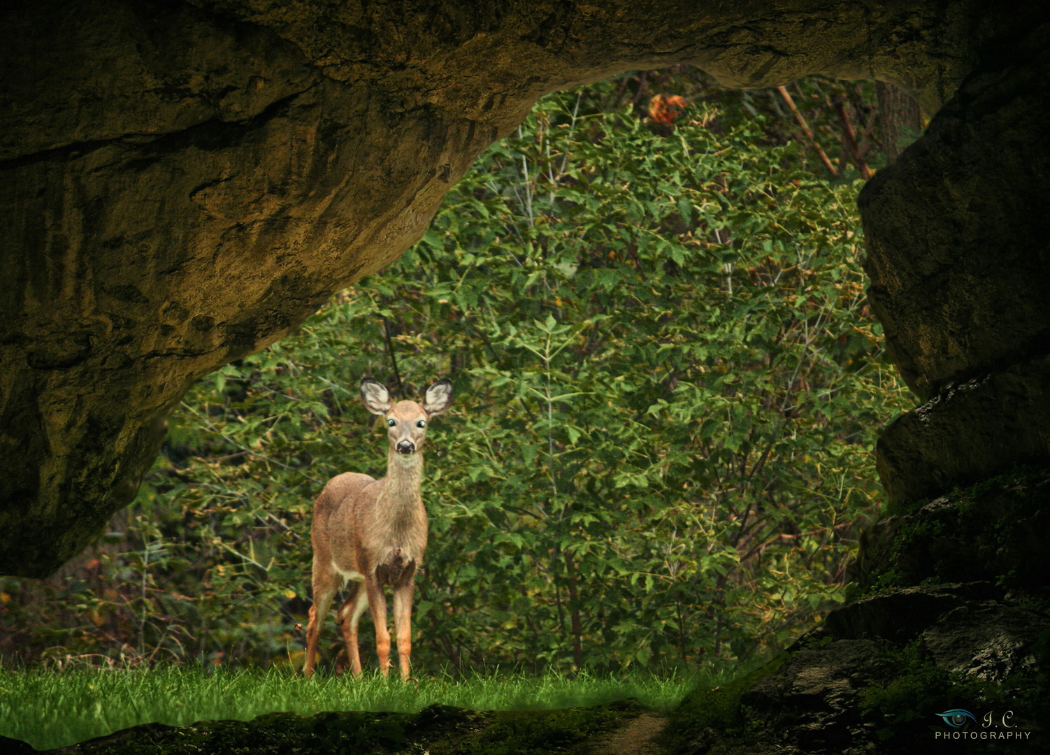 Cerbiatto dalla grotta