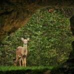 Cerbiatto dalla grotta