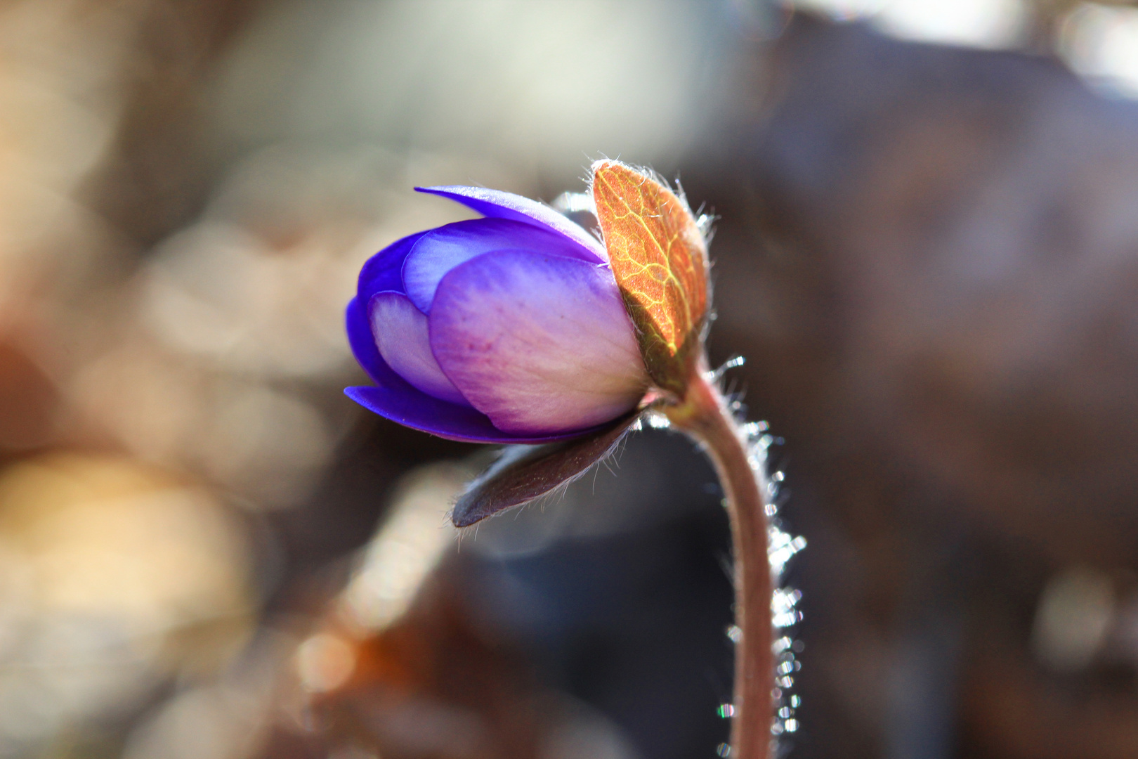 Cercando il sole