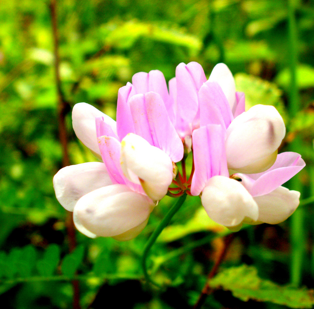 Cercando un fiore...